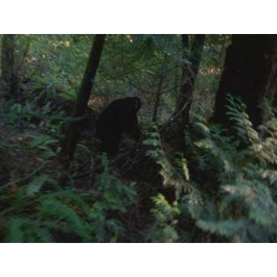 Sasquatch Odyssey: The Hunt For Bigfoot (1999)