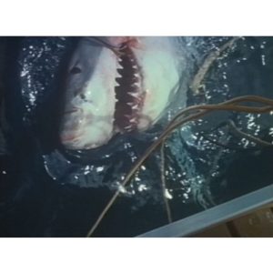 Great White Death (1981)